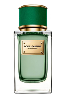 Dolce Gabbana (D&G) Velvet Cypress